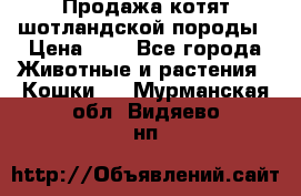Продажа котят шотландской породы › Цена ­ - - Все города Животные и растения » Кошки   . Мурманская обл.,Видяево нп